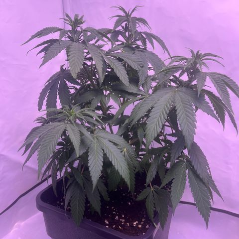 Afghan Skunk  growlog timeline photo