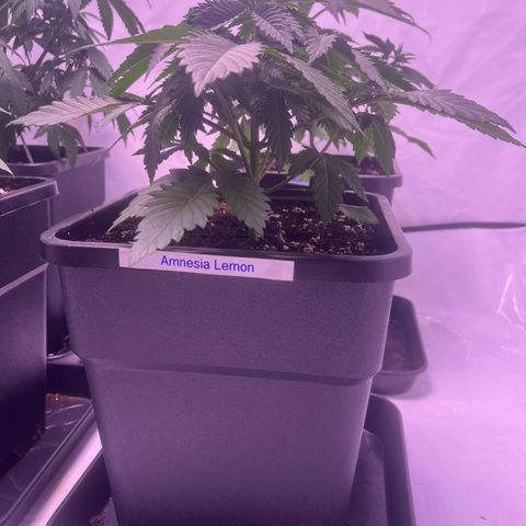 Amnesia Lemon  growlog timeline photo