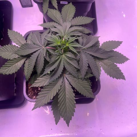 Amnesia Lemon  growlog timeline photo