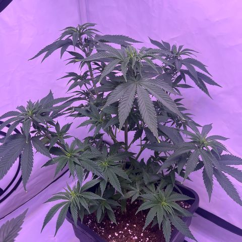 Afghan Skunk  growlog timeline photo