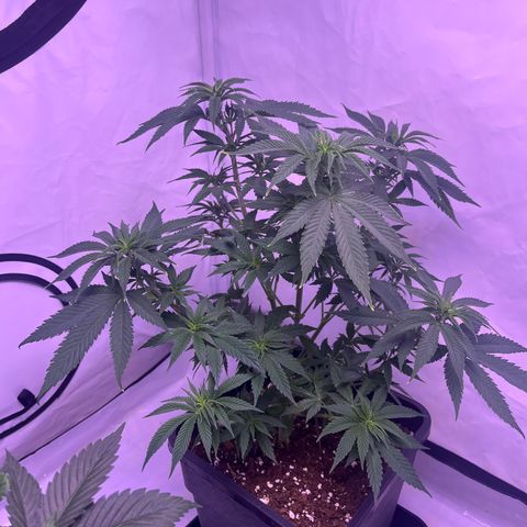 Afghan Skunk  growlog timeline photo