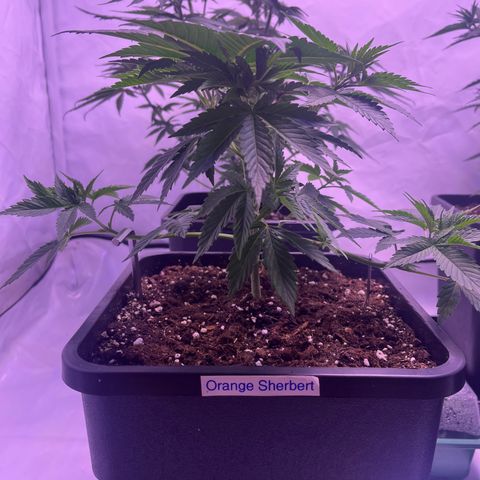 Orange Sherbert growlog timeline photo