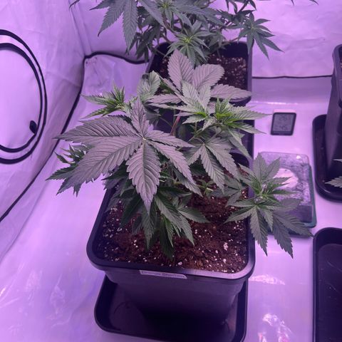 Orange Sherbert growlog timeline photo