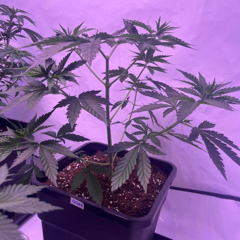 GG#4 growlog timeline photo