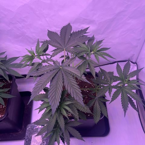GG#4 growlog timeline photo