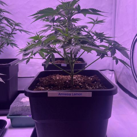Amnesia Lemon  growlog timeline photo