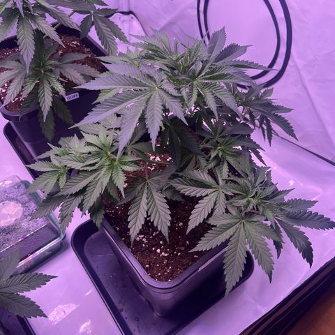 Amnesia Lemon  growlog timeline photo