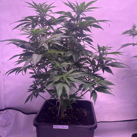Afghan Skunk  growlog timeline photo