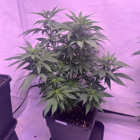 Afghan Skunk  growlog timeline photo