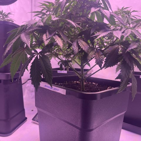 Amnesia Lemon  growlog timeline photo