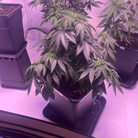 Amnesia Lemon  growlog timeline photo
