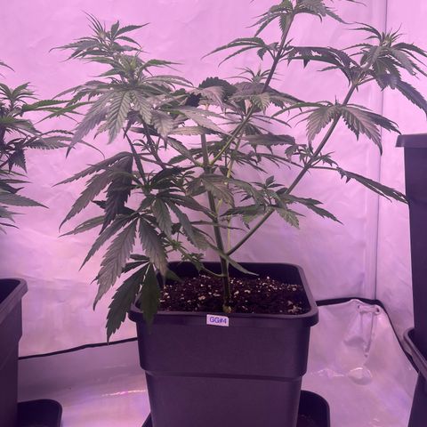 GG#4 growlog timeline photo