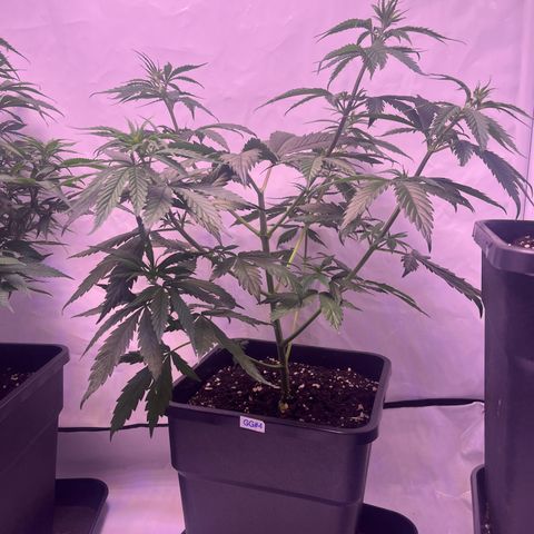 GG#4 growlog timeline photo
