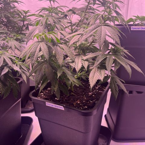 Orange Sherbert growlog timeline photo