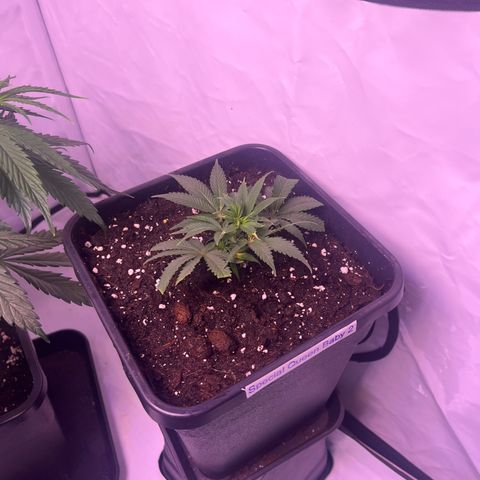 Special Queen Baby 👸👶🍼2 growlog timeline photo
