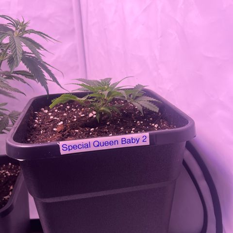 Special Queen Baby 👸👶🍼2 growlog timeline photo