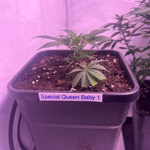Special Queen Baby 👸👶🍼1 growlog timeline photo