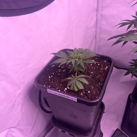 Special Queen Baby 👸👶🍼1 growlog timeline photo