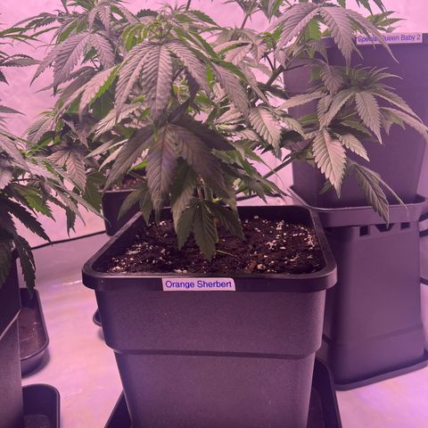 Orange Sherbert growlog timeline photo