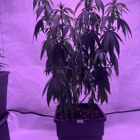 GG#4 growlog timeline photo
