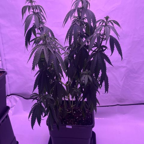GG#4 growlog timeline photo