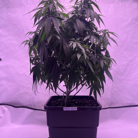 Afghan Skunk  growlog timeline photo