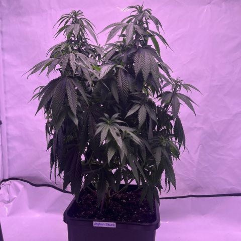 Afghan Skunk  growlog timeline photo