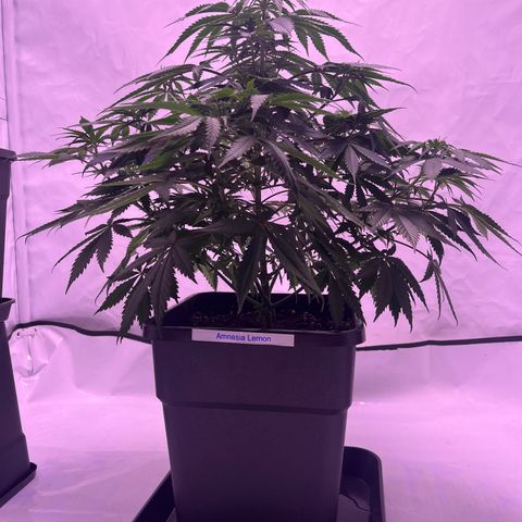 Amnesia Lemon  growlog timeline photo