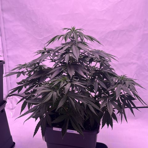 Amnesia Lemon  growlog timeline photo