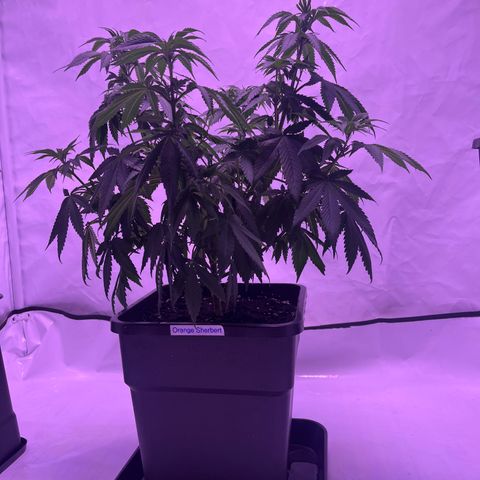 Orange Sherbert growlog timeline photo