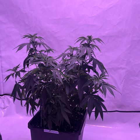 Orange Sherbert growlog timeline photo