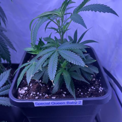 Special Queen Baby 👸👶🍼2 growlog timeline photo