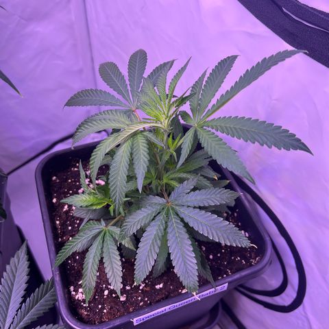 Special Queen Baby 👸👶🍼2 growlog timeline photo