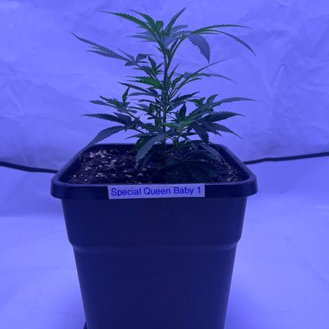 Special Queen Baby 👸👶🍼1 growlog timeline photo