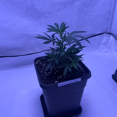 Special Queen Baby 👸👶🍼1 growlog timeline photo