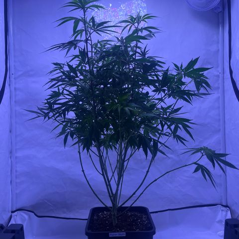 Afghan Skunk  growlog timeline photo