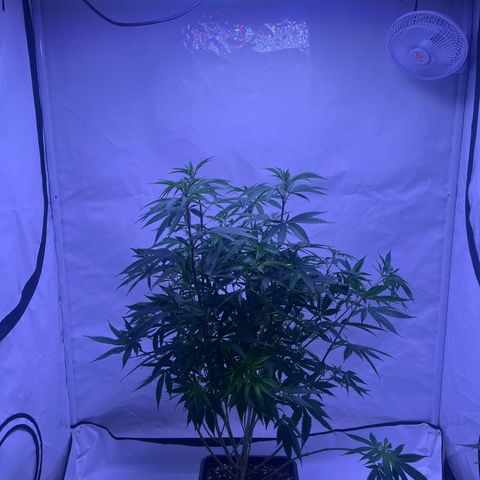 Afghan Skunk  growlog timeline photo