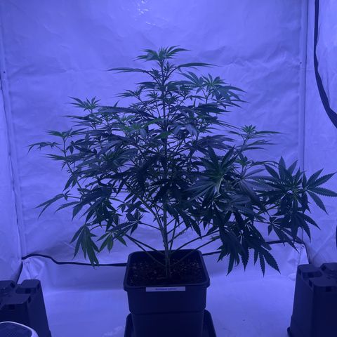 Amnesia Lemon  growlog timeline photo