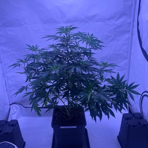 Amnesia Lemon  growlog timeline photo