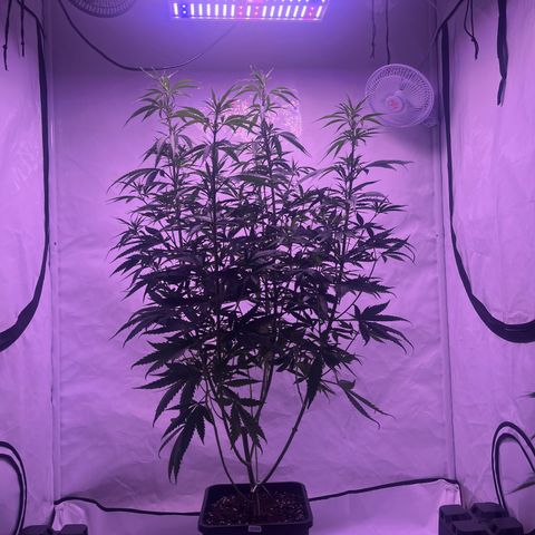 GG#4 growlog timeline photo