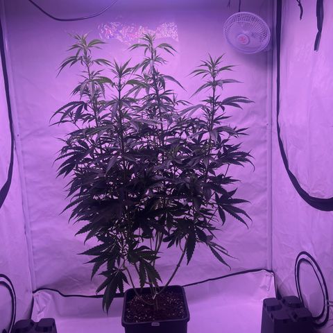 GG#4 growlog timeline photo