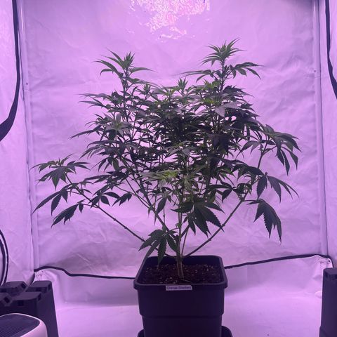 Orange Sherbert growlog timeline photo