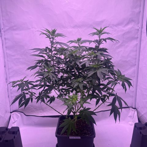 Orange Sherbert growlog timeline photo