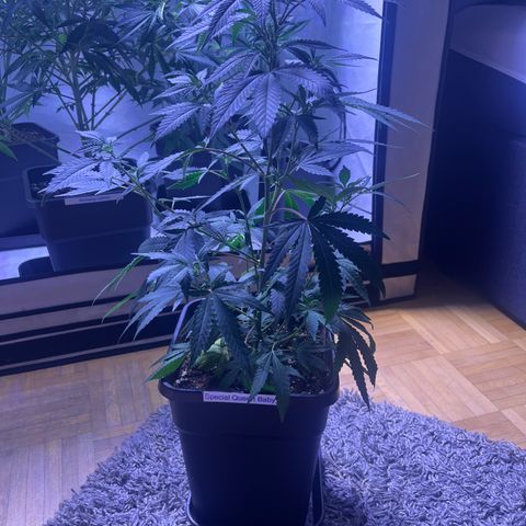 Special Queen Baby 👸👶🍼1 growlog timeline photo