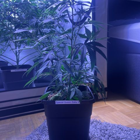 Special Queen Baby 👸👶🍼2 growlog timeline photo