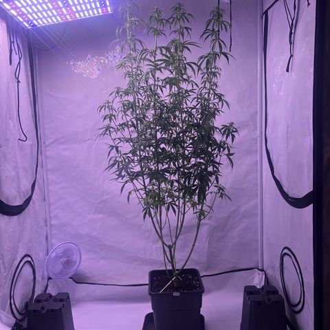 GG#4 growlog timeline photo