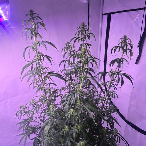 GG#4 growlog timeline photo