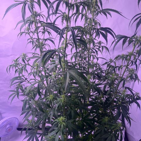 GG#4 growlog timeline photo
