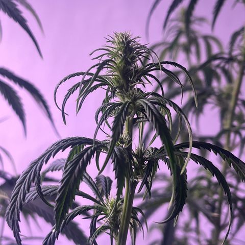 GG#4 growlog timeline photo