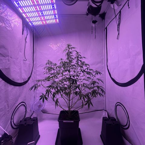 Amnesia Lemon  growlog timeline photo